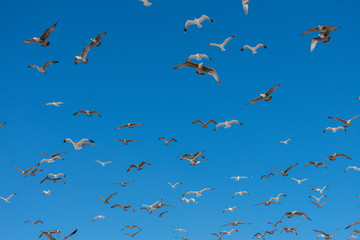 Flying Seagulls