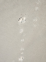 Footprints in sand. Close up.