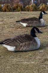 Two Canadian Geese sitting on grass