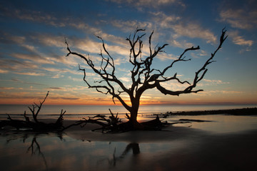 Fototapeta na wymiar Tree at Driftwood Beach in Georgia