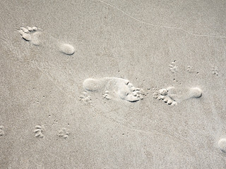 Footprints in sand. Close up.