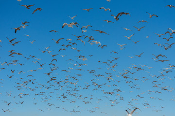 Flying Seagulls