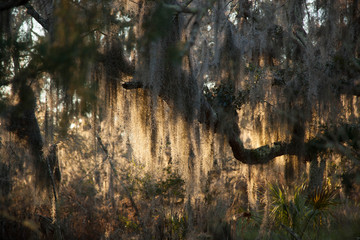 Spanish Moss on a live oak tree in the sunshine