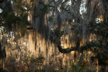 Spanish Moss on a live oak tree in the sunshine