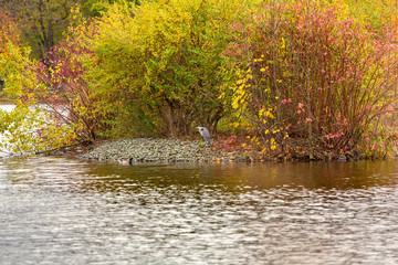 Grey Heron resting near lake during autumn season.