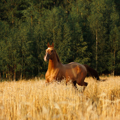 Chestnut don breed horse portrait in the yellow oat field in sunset with forest on the background.