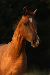 Chestnut don breed horse portrait in the yellow oat field in sunset with forest on the background.