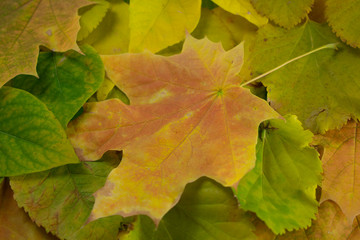 colorful fallen leaves, autumnal tints