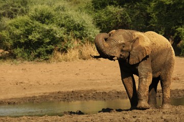 Young african bush elephant (Loxodonta africana) splash mud. Elephant in bath.