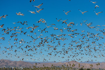 Flying Seagulls