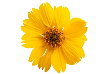 Foto op Canvas coreopsis flower isolated © ksena32