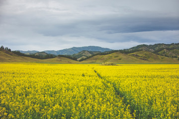 Flowering rapeseed field. Mountain Altai landscape