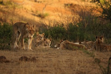 Lions pride (Panthera leo) have a rest in Kalahari desert, waiting for hunt