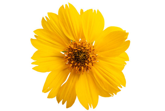 coreopsis flower isolated