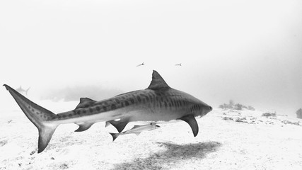 Tiger Shark in Tiger Beach, Bahamas
