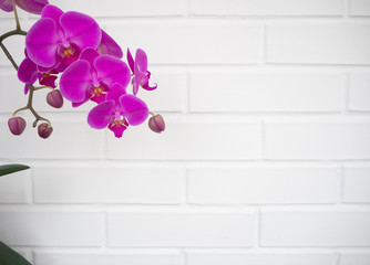 orchid flower on white brick background. copy space, greeting card