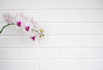 Orchid flowers on a brick background