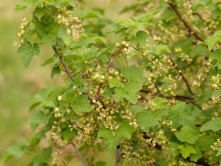 Groseillier à grappes ou groseillier rouge avec baies non matures et fleurs jaune-vert (Ribes rubrum)