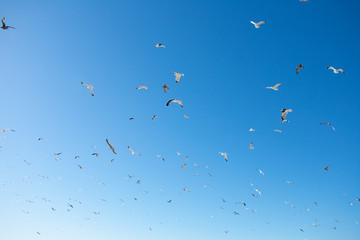 Flying Seagulls