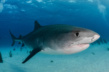 Obraz na płótnie Canvas Tiger Shark in Tiger Beach, Bahamas