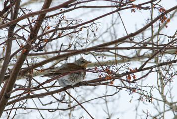 A lone bird sits among the bare branches of trees in winter.