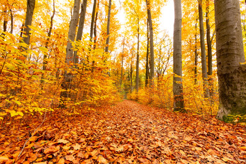 Forest full of fallen colorful leaves in the path under tall trees.