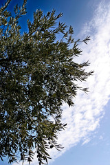 Olive trees in the Montes de Toledo.