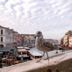 inquisitive bird on city background
