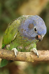 blue-headed parrot, also known as the blue-headed pionus (Pionus menstruus) is a medium large parrot. It is a resident bird in tropical and subtropical South America and southern Central America