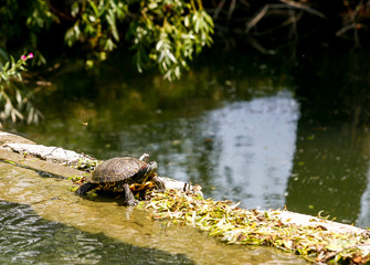 Galapago in the sun on the wall of a dam.