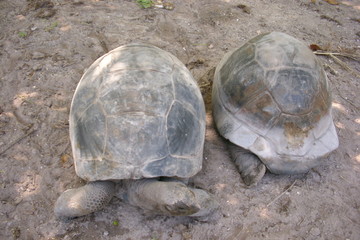 Schildkröten