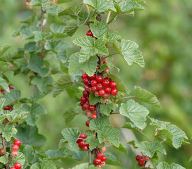 (Ribes rubrum) Plant de Groseillier à grappes ou groseillier rouge avec de savoureuses baies à maturité, au feuillage découpé et odorant