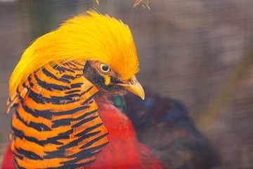 Closeup of Golden Pheasant with its colorful plumage.