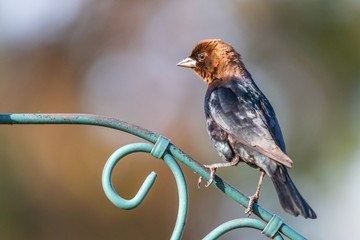 Male Brown-headed Cowbird (Molothrus ater) perched on a metal bar. Females of this species lay their eggs in other birds' nests, where the cowbird chicks are raised as the other bird's young.