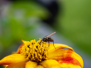 Fliege
