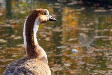 Chinese Goose in closeup with the wrong sun falling on its head.
