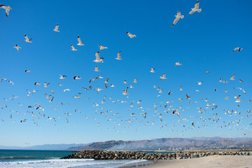 Flying Seagulls