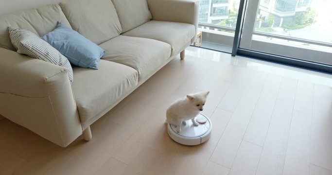 Pomeranian Dog sit on robotic vacuum cleaner slides across the room