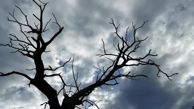Motion timelapse of clouds rolling behind a dead tree silhouette