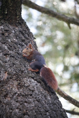 Ardilla trepando por un pino piñonero.