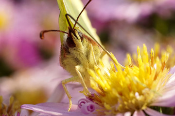 Butterfly macro