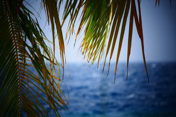 Palmwedel  Meer