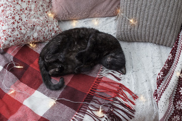 cat sleeping on  sofa among pillows, cozy home concept