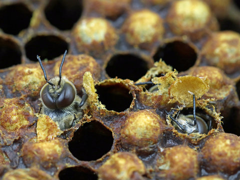 close up of a bee hatching from a honeycomb, birth of a bee macro