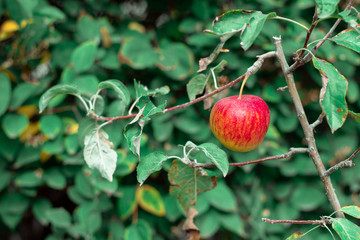 Fresh ripe apple on a tree. One red juicy apple on a branch of apple tree