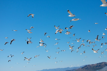 Flying Seagulls