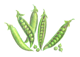 Green pea. Watercolor colorful elements, hand painted illustration isolated on a white background.