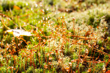 Naklejka na ściany i meble Blooming moss with water drops in the forest, Finland