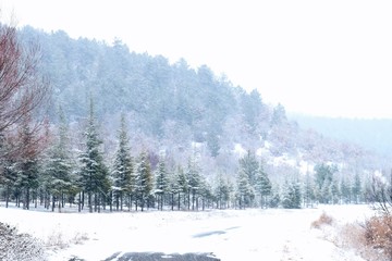 winter landscape with trees and snow