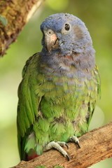Blue-headed Parrot, Pionus. m. menstruus